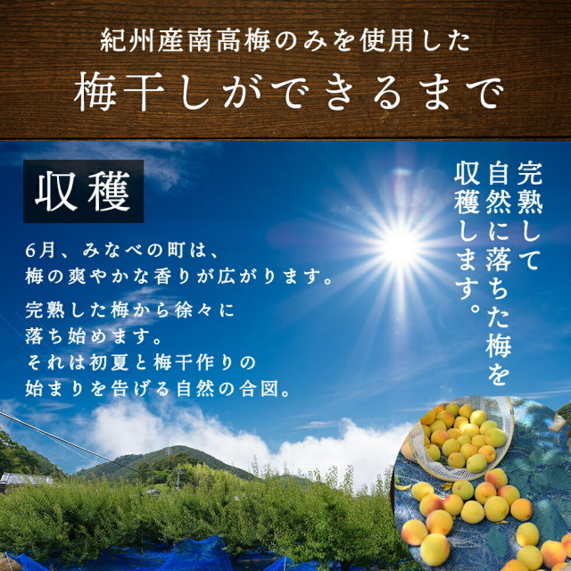 紀州産南高梅のみを使用した梅干しができるまで。「収穫」完熟して自然に落ちた梅を収穫します。6月、みなべ町は、梅の爽やかな香りが広がります。完熟した梅から徐々に落ち始めます。それは初夏と梅干作りの始まりを告げる自然の合図。