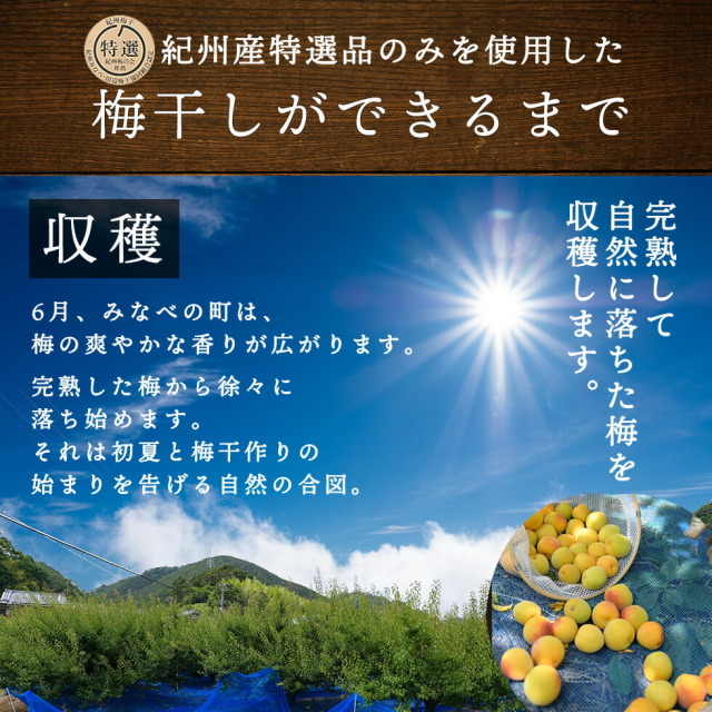 紀州産南高梅のみを使用した梅干しができるまで。「収穫」完熟して自然に落ちた梅を収穫します。6月、みなべ町は、梅の爽やかな香りが広がります。完熟した梅から徐々に落ち始めます。それは初夏と梅干作りの始まりを告げる自然の合図。